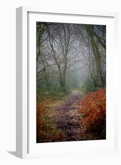 Woodland Scenery in England-David Baker-Framed Photographic Print