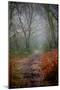 Woodland Scenery in England-David Baker-Mounted Photographic Print