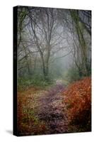 Woodland Scenery in England-David Baker-Stretched Canvas