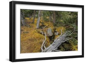 Woodland Stream-Don Paulson-Framed Giclee Print