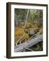 Woodland Stream-Don Paulson-Framed Giclee Print