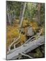 Woodland Stream-Don Paulson-Mounted Giclee Print
