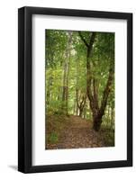 Woodland trail, Peaks Of Otter, Blue Ridge Parkway, Smoky Mountains, USA.-Anna Miller-Framed Photographic Print