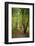 Woodland trail, Peaks Of Otter, Blue Ridge Parkway, Smoky Mountains, USA.-Anna Miller-Framed Photographic Print