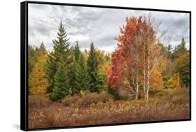 Woodland Variety-Danny Head-Framed Stretched Canvas