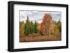 Woodland Variety-Danny Head-Framed Photographic Print