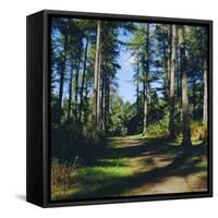 Woodland Walk, Sherwood Forest, Edwinstowe, Nottinghamshire, England-L Bond-Framed Stretched Canvas