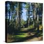 Woodland Walk, Sherwood Forest, Edwinstowe, Nottinghamshire, England-L Bond-Stretched Canvas