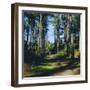 Woodland Walk, Sherwood Forest, Edwinstowe, Nottinghamshire, England-L Bond-Framed Photographic Print