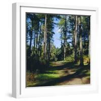 Woodland Walk, Sherwood Forest, Edwinstowe, Nottinghamshire, England-L Bond-Framed Photographic Print