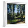 Woodland Walk, Sherwood Forest, Edwinstowe, Nottinghamshire, England-L Bond-Framed Photographic Print