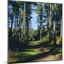 Woodland Walk, Sherwood Forest, Edwinstowe, Nottinghamshire, England-L Bond-Mounted Photographic Print