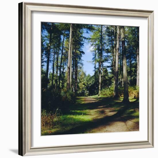 Woodland Walk, Sherwood Forest, Edwinstowe, Nottinghamshire, England-L Bond-Framed Photographic Print