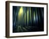 Woodland Walk-Josh Adamski-Framed Photographic Print