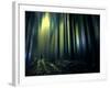 Woodland Walk-Josh Adamski-Framed Photographic Print