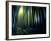 Woodland Walk-Josh Adamski-Framed Photographic Print