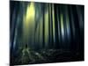 Woodland Walk-Josh Adamski-Mounted Photographic Print