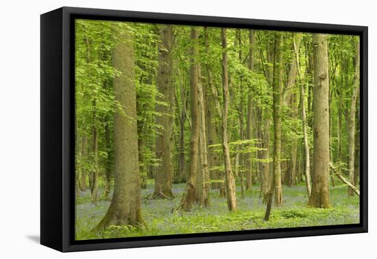 Woodland with Fallen Tree Bluebells Carpet Forest Floor-null-Framed Stretched Canvas