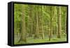 Woodland with Fallen Tree Bluebells Carpet Forest Floor-null-Framed Stretched Canvas