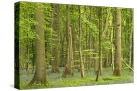 Woodland with Fallen Tree Bluebells Carpet Forest Floor-null-Stretched Canvas