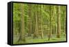 Woodland with Fallen Tree Bluebells Carpet Forest Floor-null-Framed Stretched Canvas