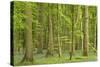 Woodland with Fallen Tree Bluebells Carpet Forest Floor-null-Stretched Canvas