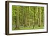 Woodland with Fallen Tree Bluebells Carpet Forest Floor-null-Framed Photographic Print