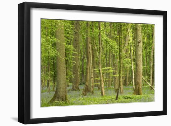 Woodland with Fallen Tree Bluebells Carpet Forest Floor-null-Framed Photographic Print