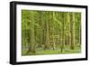 Woodland with Fallen Tree Bluebells Carpet Forest Floor-null-Framed Photographic Print