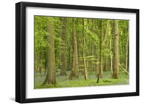 Woodland with Fallen Tree Bluebells Carpet Forest Floor-null-Framed Photographic Print