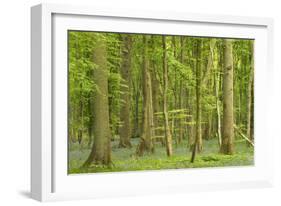 Woodland with Fallen Tree Bluebells Carpet Forest Floor-null-Framed Photographic Print