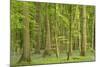 Woodland with Fallen Tree Bluebells Carpet Forest Floor-null-Mounted Photographic Print