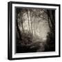 Woodland with Path-Craig Roberts-Framed Photographic Print