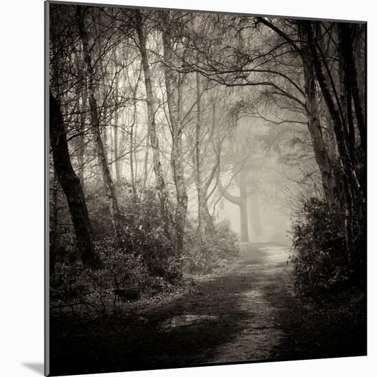 Woodland with Path-Craig Roberts-Mounted Photographic Print