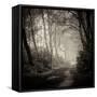 Woodland with Path-Craig Roberts-Framed Stretched Canvas