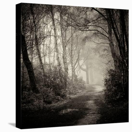 Woodland with Path-Craig Roberts-Stretched Canvas