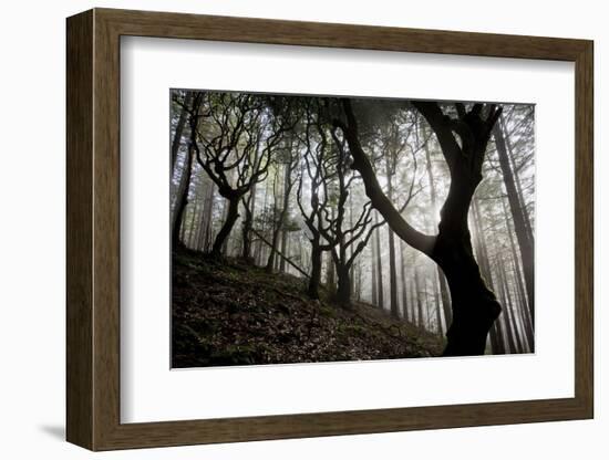 Woodland with Sun Shining Through Mist, Montado Do Barreiro Natural Park, Madeira, March 2009-Radisics-Framed Photographic Print