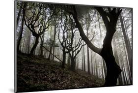 Woodland with Sun Shining Through Mist, Montado Do Barreiro Natural Park, Madeira, March 2009-Radisics-Mounted Photographic Print