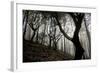 Woodland with Sun Shining Through Mist, Montado Do Barreiro Natural Park, Madeira, March 2009-Radisics-Framed Photographic Print