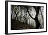 Woodland with Sun Shining Through Mist, Montado Do Barreiro Natural Park, Madeira, March 2009-Radisics-Framed Photographic Print