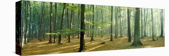Woodlands Near Annweiler Germany-null-Stretched Canvas