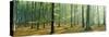 Woodlands Near Annweiler Germany-null-Stretched Canvas