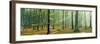 Woodlands Near Annweiler Germany-null-Framed Photographic Print