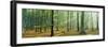 Woodlands Near Annweiler Germany-null-Framed Photographic Print