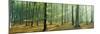 Woodlands Near Annweiler Germany-null-Mounted Photographic Print