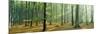 Woodlands Near Annweiler Germany-null-Mounted Photographic Print