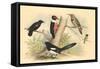 Woodpecker, Flicker, Magpie, Blackbird, Hummingbird-null-Framed Stretched Canvas