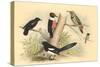 Woodpecker, Flicker, Magpie, Blackbird, Hummingbird-null-Stretched Canvas