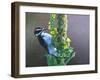Woodpecker Mullen-Chris Vest-Framed Art Print