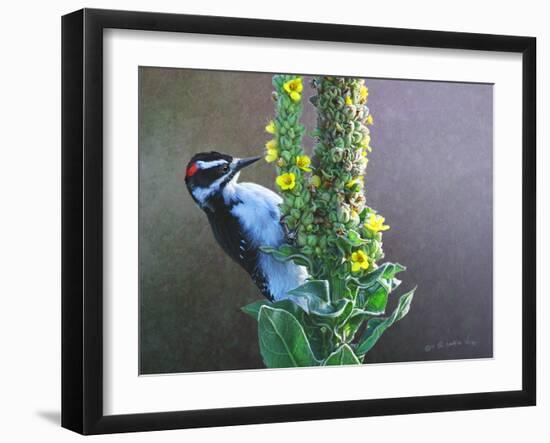 Woodpecker Mullen-Chris Vest-Framed Art Print